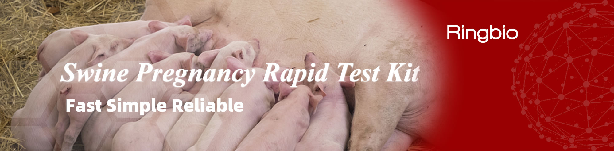 Kit de test rapide de grossesse porcine de Ringbio, 10min pour détecter la grossesse porcine