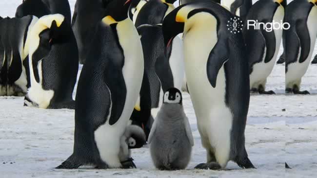 Bird flu found in penguins in Antarctica