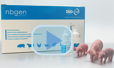 African Swine Fever Virus antigen ASFV Ag Rapid Test Kit 