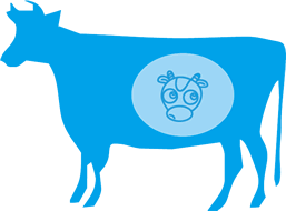 Kit de test rapide de grossesse vache Ringbio