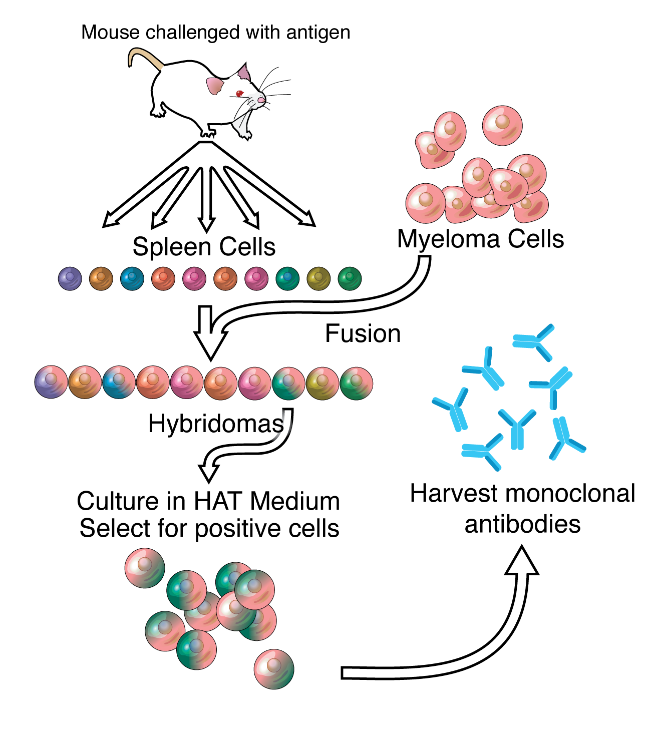 monoclonal antibody production flow