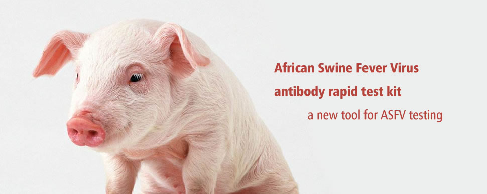 RINGBIO releases a new rapid test kit for African Swine Fever Virus Antibody testing