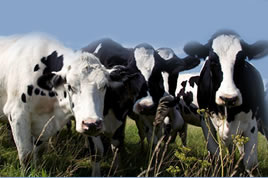 Cattle Test to identify beef and dairy cattle diease