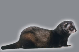 Fur animal testing - to test mink aleutian disease 