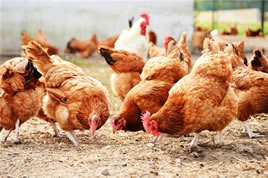 Poultry Testing Products and Services from RINGBIO