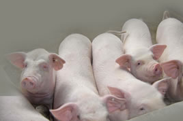 Swine Tests to identify swine diease and pregnancy
