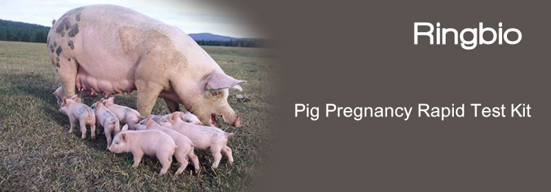 ringbio pig pregnancy rapid test kit for pig pregnancy test