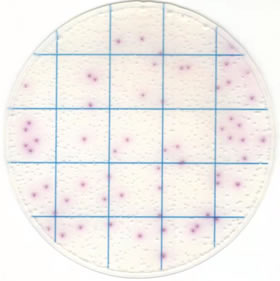 Ringbio kangarooSci Salmonella count plate