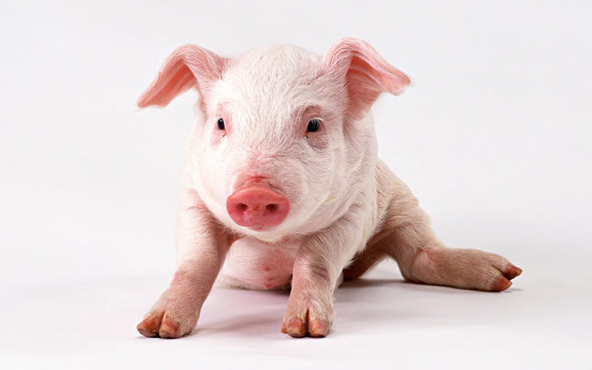 Swine Disease Test Kits