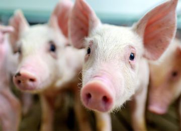 African Swine Fever Testing Solutions from RINGBIO