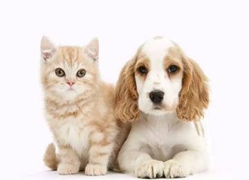 Ringbio pet animal test kits, cat and god disease test kit
