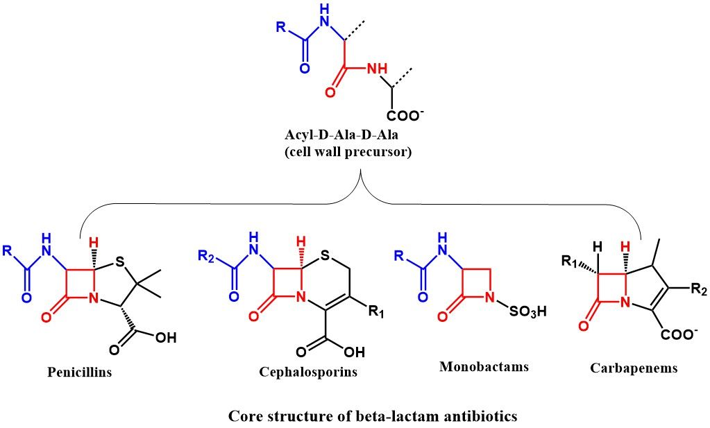 Core structure of beta-lactam antibiotics.