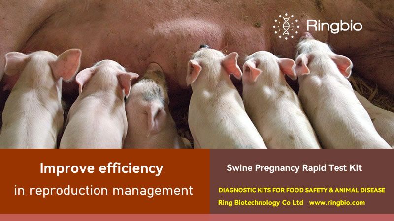 Early pregnancy diagnosis in swine with Ringbio swine pregnancy rapid test kit