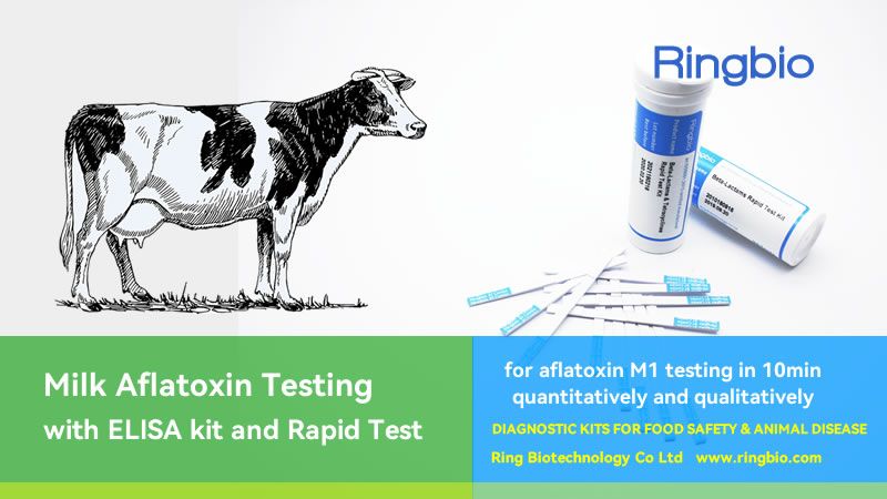 Milk aflatoxin testing with aflatoxin ELISA kit and rapid test kit