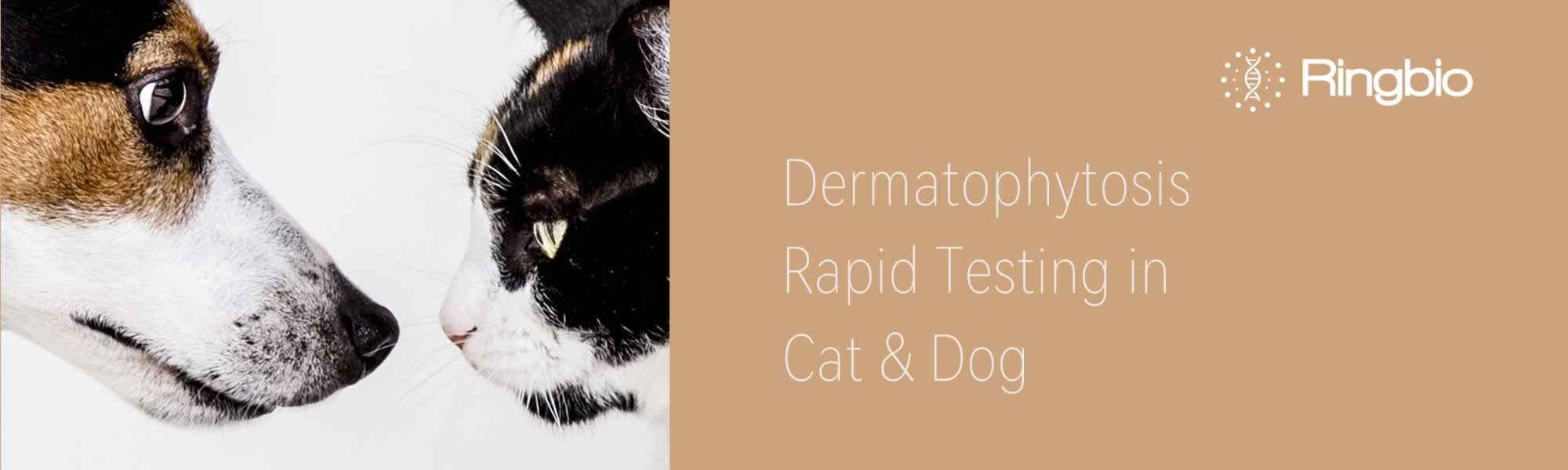 Dermatophytosis Rapid Testing in Cats and Dogs