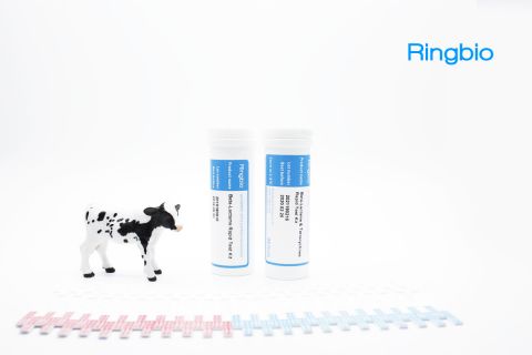 Bovine milk protein casein rapid test kit