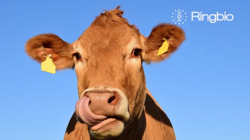 Introducción del diagnóstico precoz de preñez en vacas.