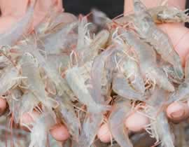 shrimp rapid test kits