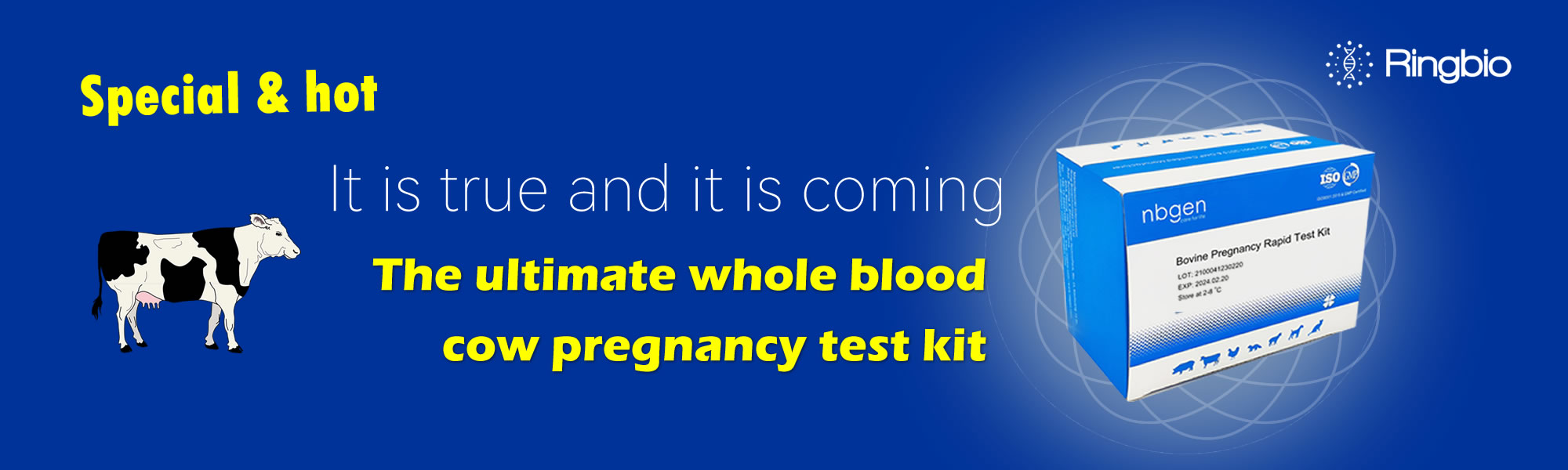 The whole blood rapid cow pregnancy test kit is here