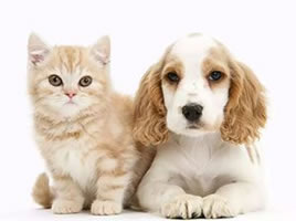 Kits de test pour animaux de compagnie (chiens et chats)