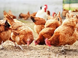 Poultry test kits