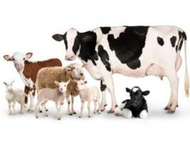 Kits de test pour ruminants, pour bovins, ovins et caprins