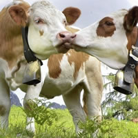 cattle test kits