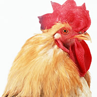 Poultry test kits