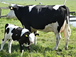 Cattle test kits