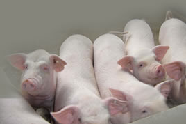 OIE initiative for African swine fever control