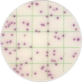 Ringbio ® KangarooSci ® Staph Count Plate