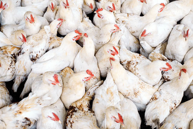 Soluciones y kits de prueba del virus de la influenza aviar de Ringbio