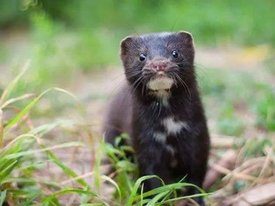 Mink Aleutian Disease Testing services and kits from Ringbio