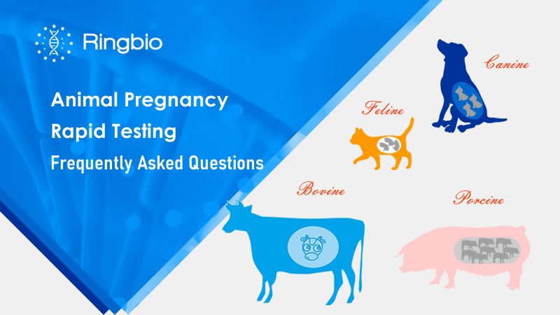 Animal pregnancy rapid testing - FAQs