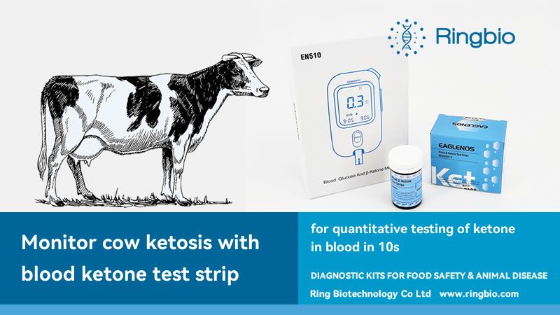 Cow ketosis and its monitoring with blood ketone rapid test strip and meter