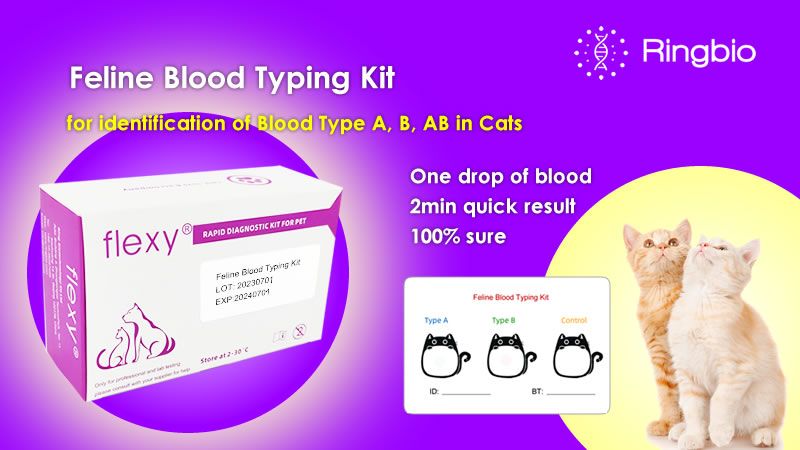 Feline blood typing and its importance in cat care
