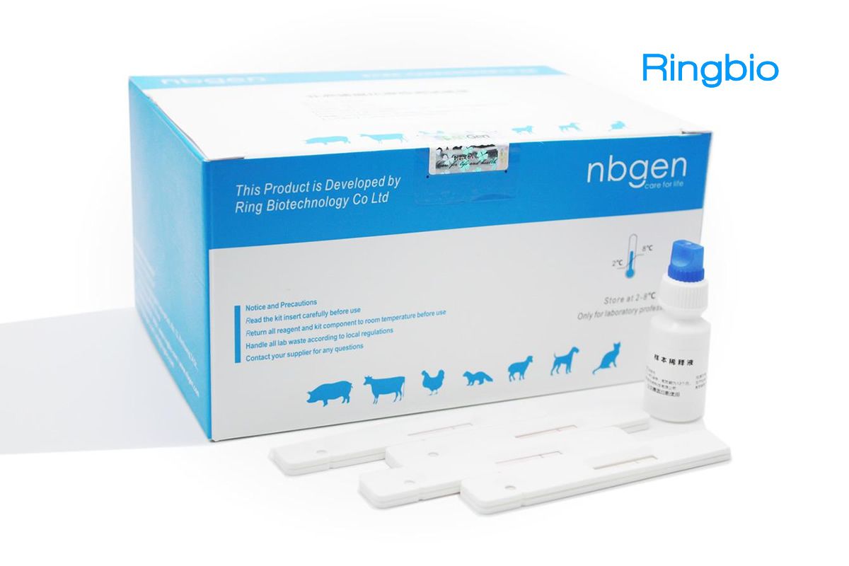 Ringbio African Swine Fever Antibody and Antigen ELISA kit and Rapid Test Kit