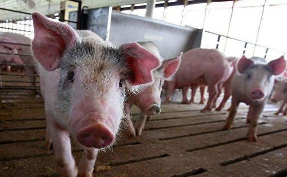 African swine fever was found in German domestic pig farms