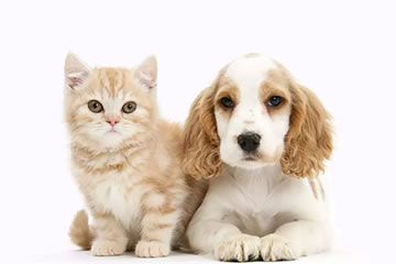Pet animal, dog and cat disease test kits