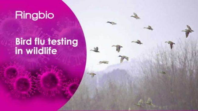 Bird flu testing in wild birds with Ringbio avian influenza test kits