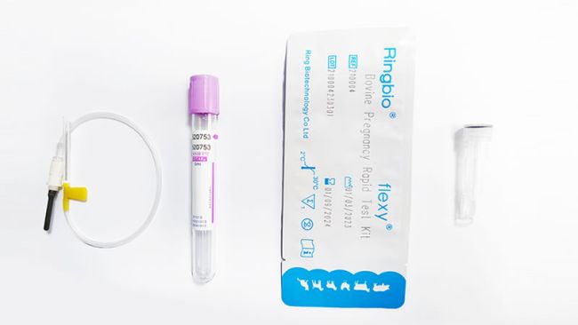 why should we use rapid pregnancy test kit in cow pregnancy testing?
