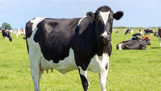 Testing of avian influenza in cows