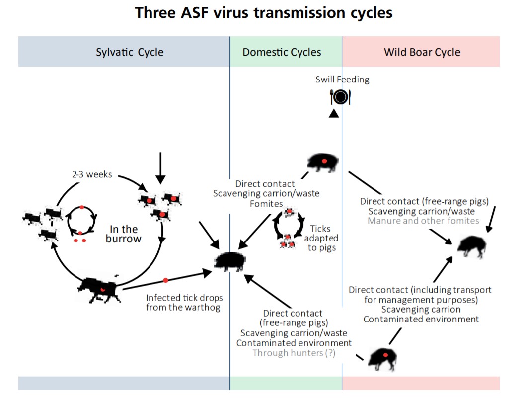 three asf virus transmission cycles